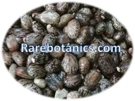 Ricinus Communis castor oil seeds