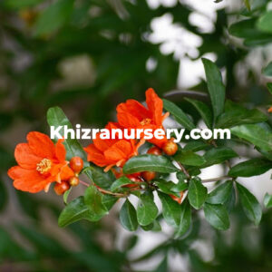 Sour Pomegranate Dried Flowers For Sale